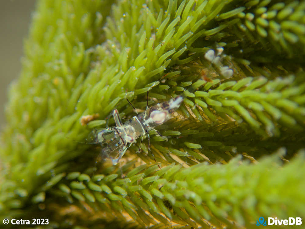 Photo of Ancylomenes aesopius at Port Victoria Jetty. 