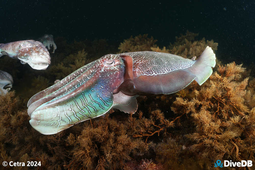 Photo at Whyalla Cuttlefish. 
