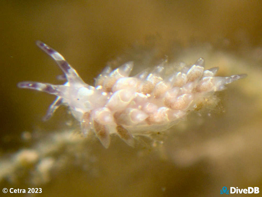 Photo of Trinchesia RB14 at Port Noarlunga Jetty. 