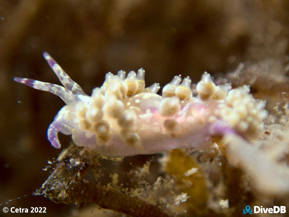 Photo of Trinchesia RB14 at Port Noarlunga Jetty. 