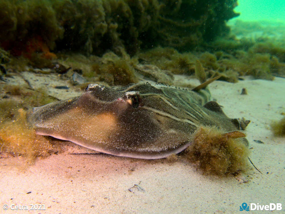 Photo of Fiddler Ray at Wallaroo Jetty. 