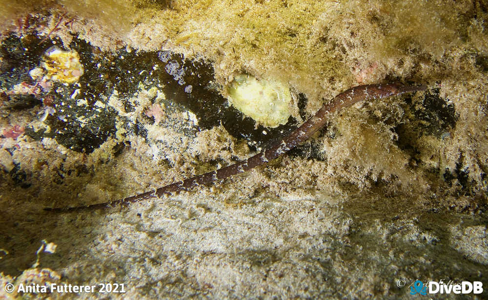 Photo of Port Phillip Pipefish. 