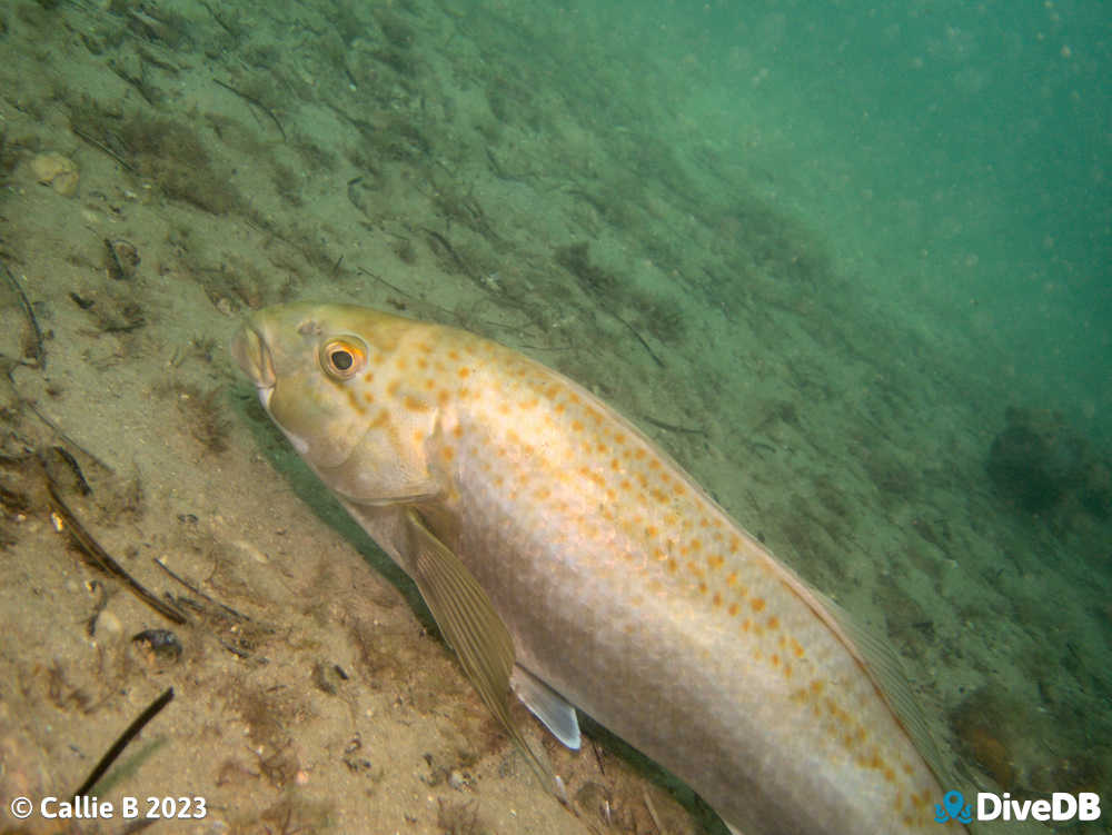 Photo of Dusky Morwong at Port Noarlunga Jetty. 