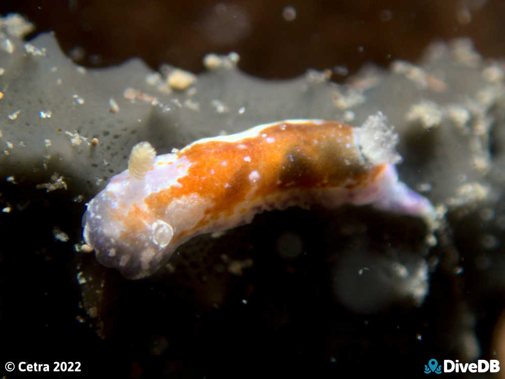 Photo of Chromodoris alternata at Port Noarlunga Jetty. 