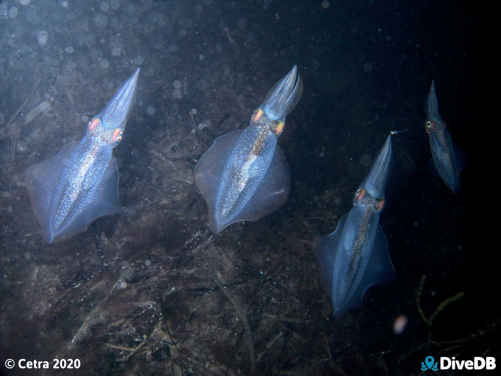 Photo of Squid at Edithburgh Jetty. 