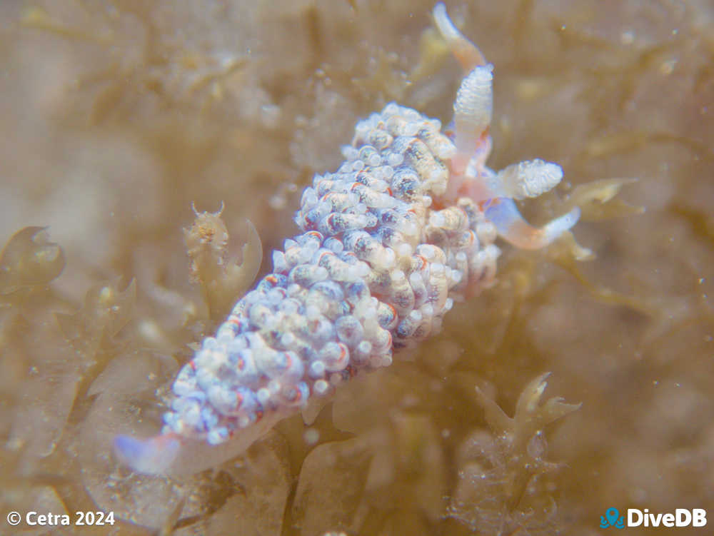 Photo of Austraeolis ornata at Port Noarlunga Jetty. 