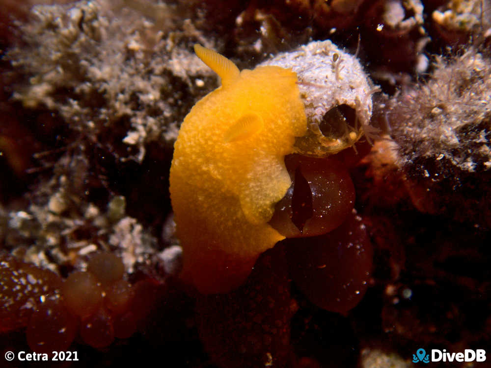 Photo of Cordial at Edithburgh Jetty. 