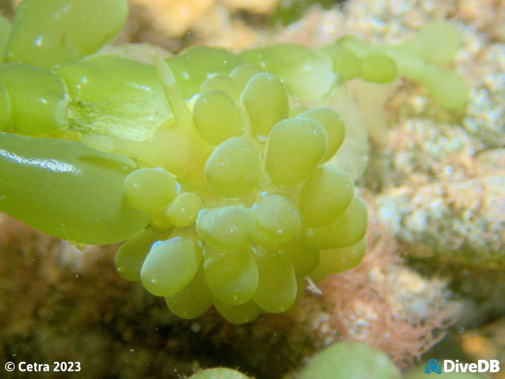 Photo of Grape Nudi at Edithburgh Jetty. 