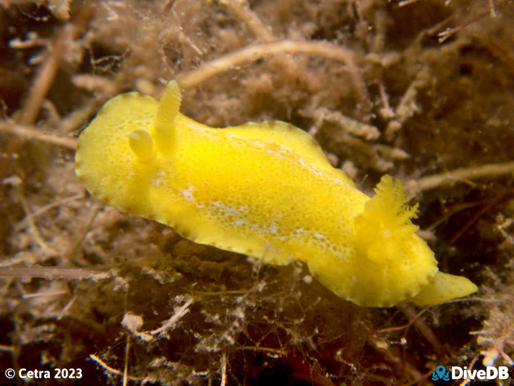 Photo of Verconia closeorum at Ardrossan Jetty. 