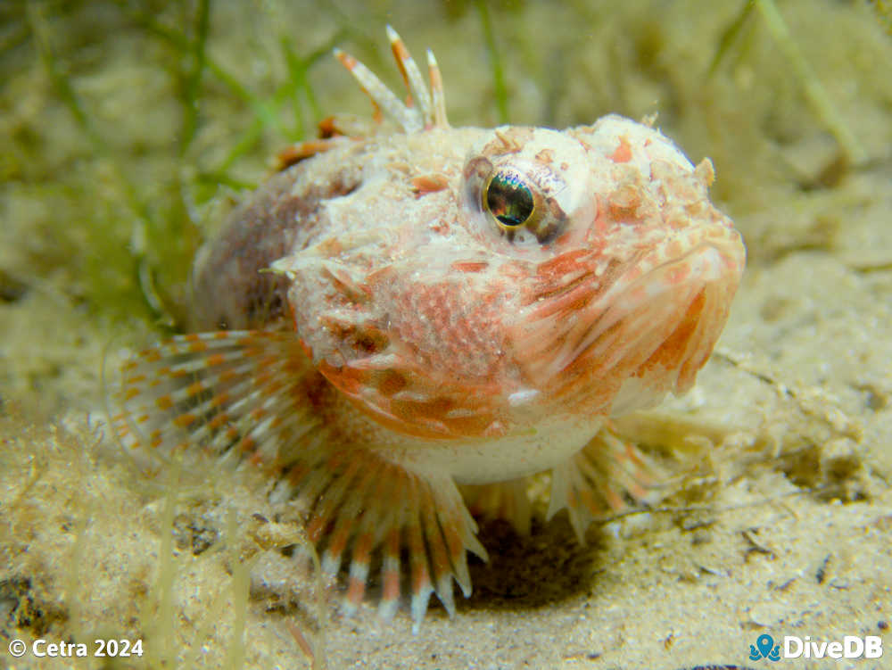 Photo of Gurnard Perch at Port Noarlunga Jetty. 