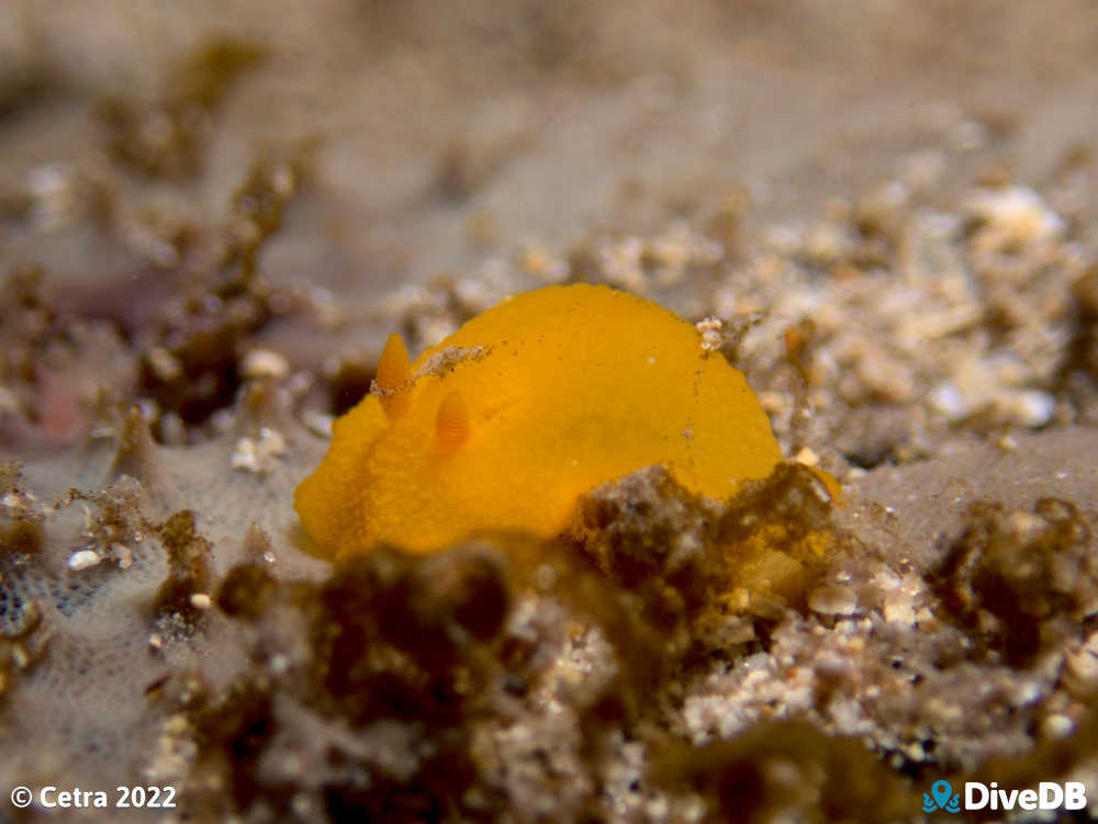 Photo of Cordial at Edithburgh Jetty. 