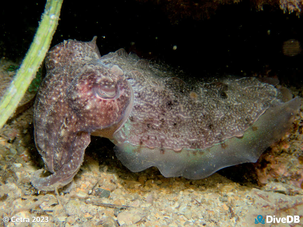Photo of Cuttlefish at Port Victoria Jetty. 