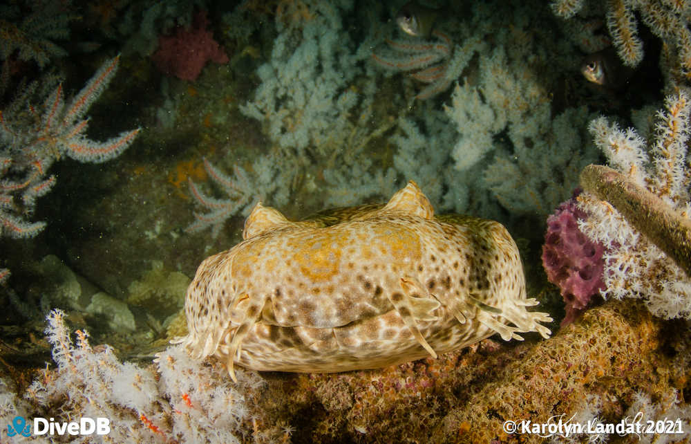 Photo of Wobbegong at Claris. 