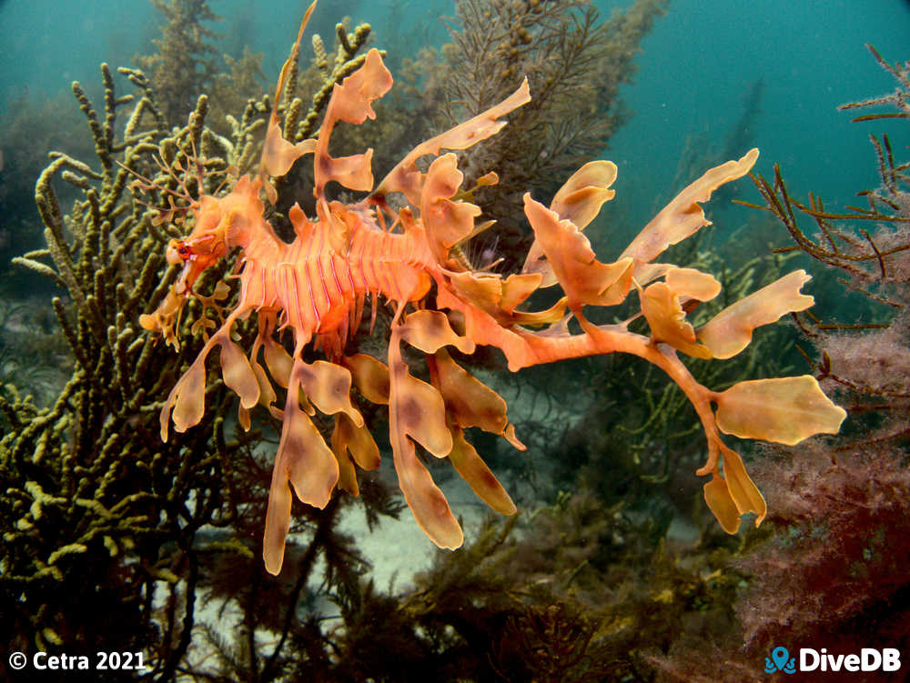 Photo of Leafy Seadragon. 